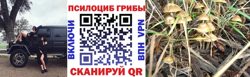 ссылка на мегу сайт Энгельс Псилоцибиновые грибы Cubensis